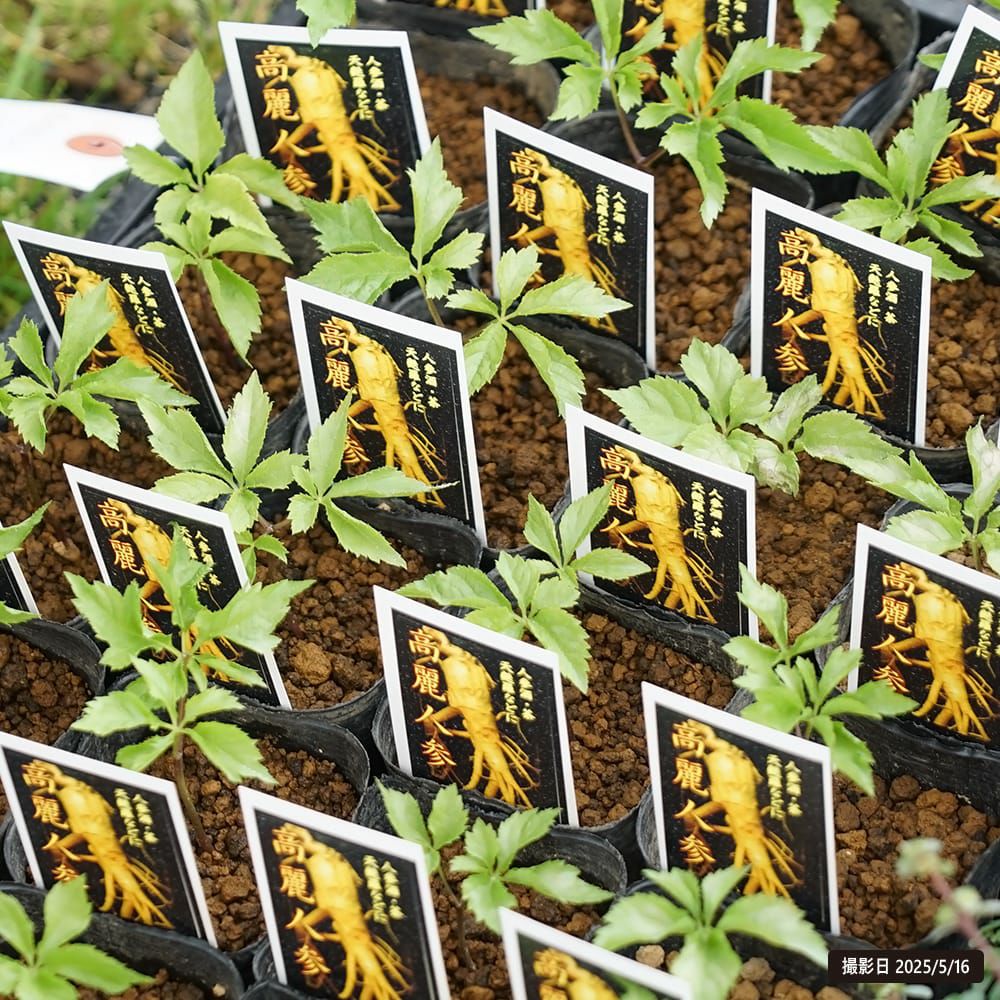 チョウセンニンジン 苗 販売 苗木部 By 花ひろばオンライン