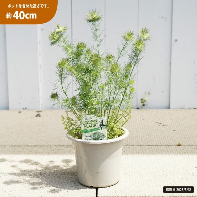 000000131263-04-l.jpg?t=