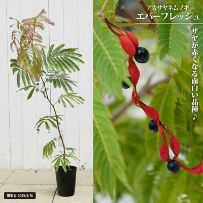 【レア入荷　超特大　美形】ネムノキ　エバーフレッシュ Amazon｜エバーフレッシュ 7号 観葉植物 S字 インテリア