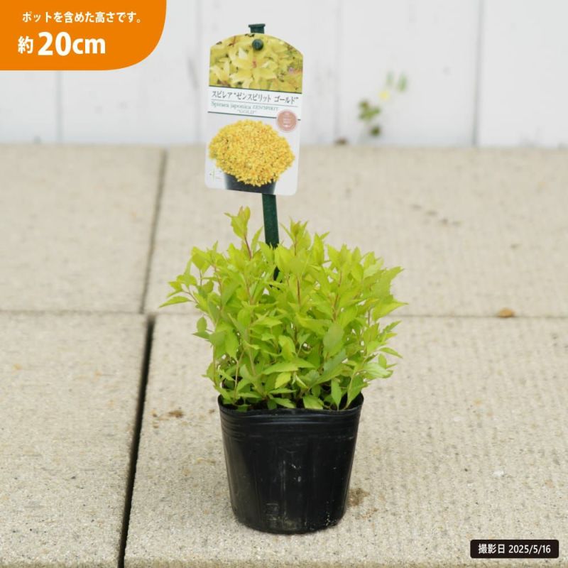 モレッティ３色セット各２枚づつ（白・黄・緑）　　　しゃたばかたぶら モレッティ3色セット各2枚づつ（白・黄・緑） しゃたばかたぶら