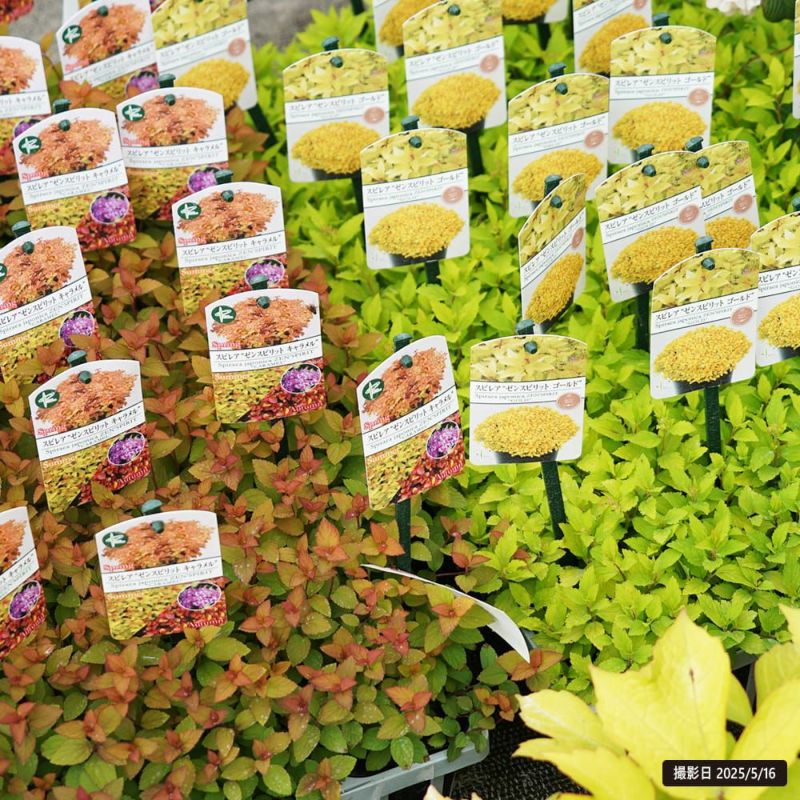 シモツケ ゼンスピリット ゴールド 苗 通販 苗木部 By 花ひろばオンライン