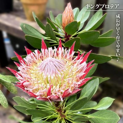 観葉植物専門店 ワールドガーデン | 本日入荷したオージー
