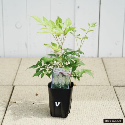 アルケミラ モリス 苗 販売 苗木部 By 花ひろばオンライン