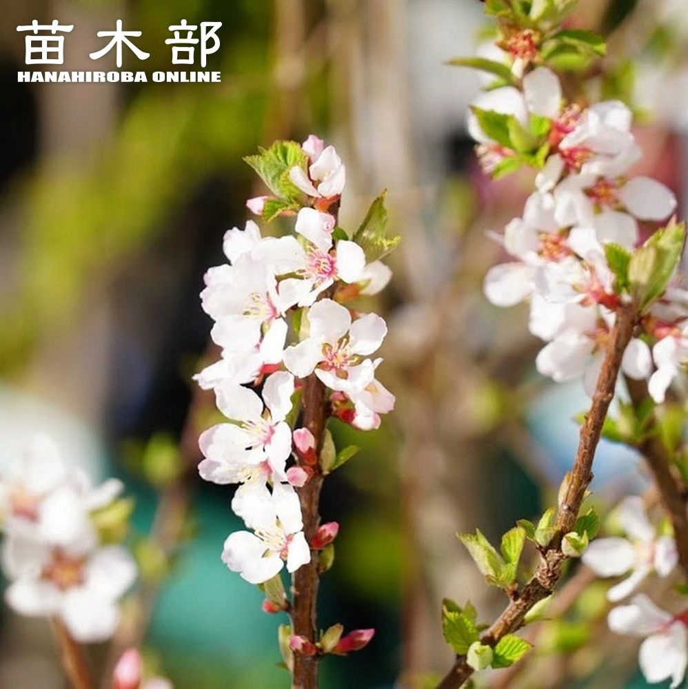 コンビニ受取対応商品 ユスラウメ 苗木 白実ユスラウメ 2年生 接ぎ木 大苗 Thisissesame Com