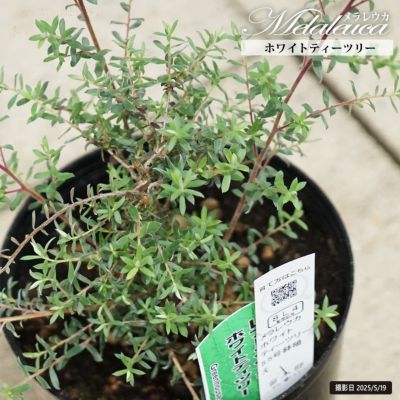 レプトスペルマム　シルバーティーツリー　鉢植え　苗木 レプトスペルマム シルバーティーツリー - 鉢物・観葉植物・花