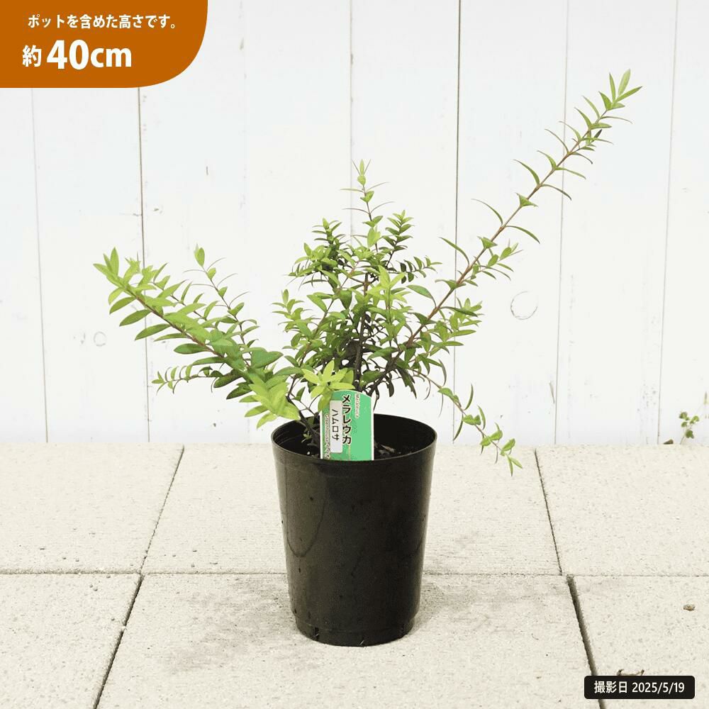 メラレウカ ハムロサ 苗 販売 苗木部 By 花ひろばオンライン