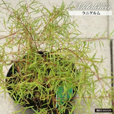 バンクシア ニベアの通販 苗木部 By 花ひろばオンライン