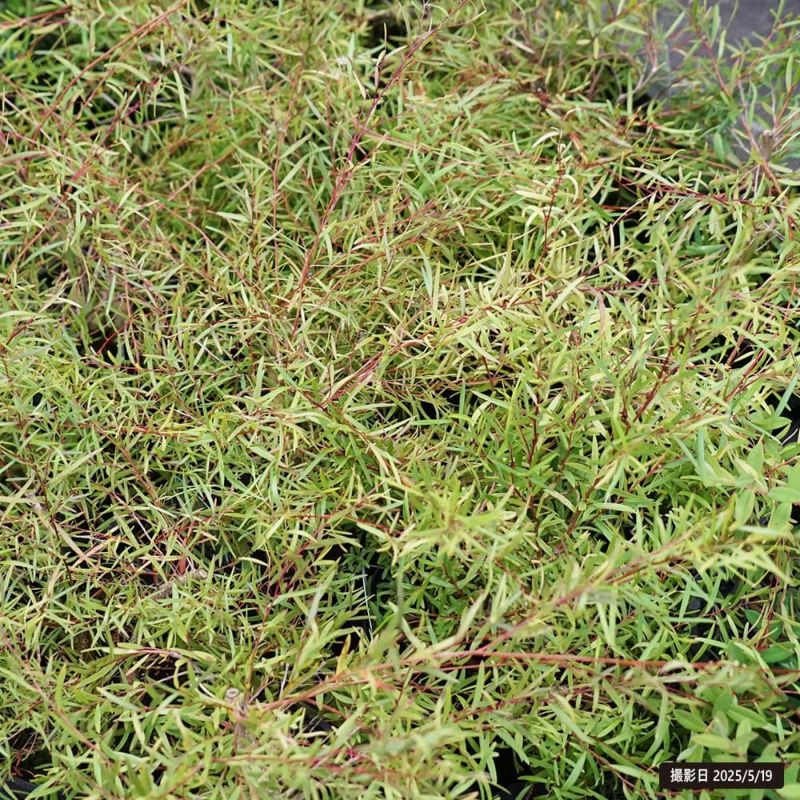 秋風に揺れる❤︎レプトスペルマムのリーフでまとめた寄せ植え 秋風に