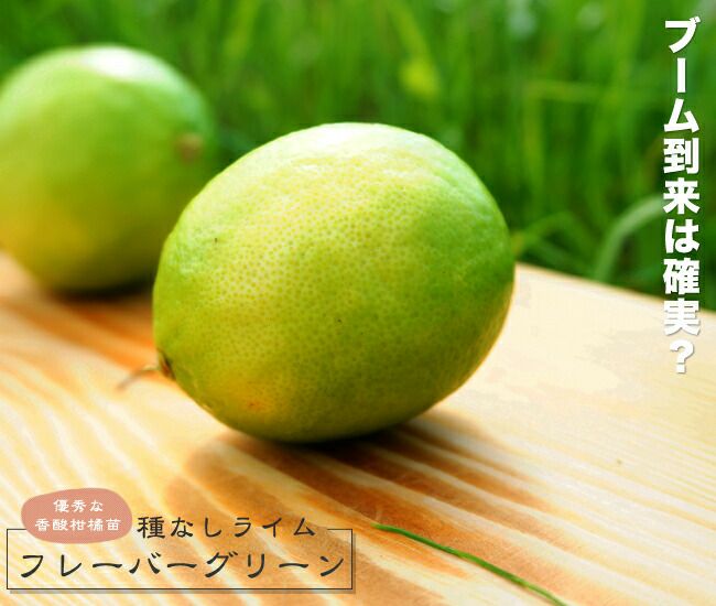 000000031649-01-l.jpg?t=