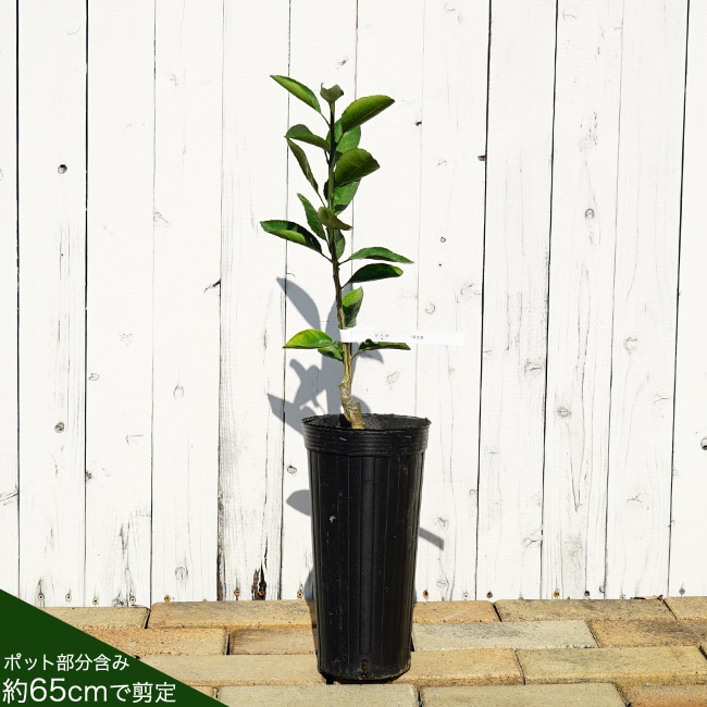 000000031649-04-l.jpg?t=