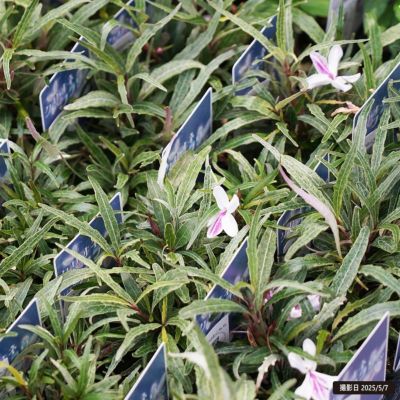 ムラサキしき 楽天市場】ムラサキシキブ 紫々紫（シジムラサキ） : おぎはら植物園