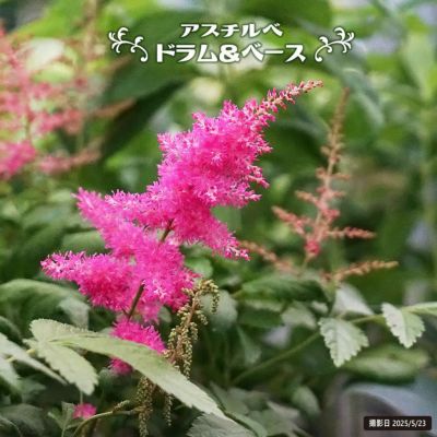 ヤブラン フイリヤブラン 苗 販売 苗木部 By 花ひろばオンライン