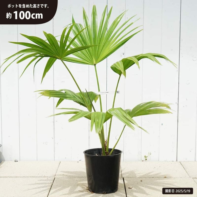 ⑦ ビロウ ヤシ 8号 3株植え 特大苗木最高等級極上品‼️ - メルカリ