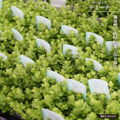 【激レア】リグナムバイタ・癒瘡木の越冬した実生苗2 激レア】リグナムバイタ・癒瘡木の越冬した実生苗1 - メルカリ