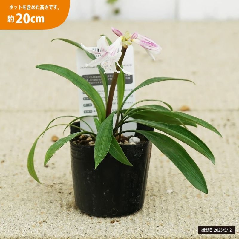 アマリリス様 000000131641-02-l.jpg?t=
