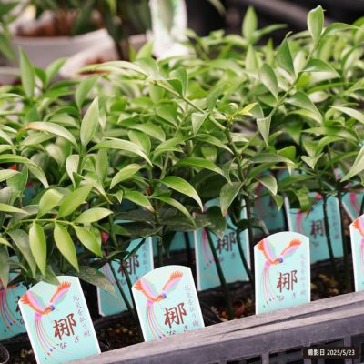 楽天市場】トゲなし レモン 8号鉢植え 接ぎ木苗 【 送料無料