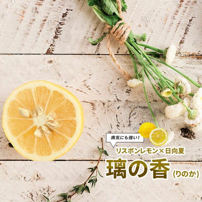 柑橘 レモン 璃の香 （りのか） 苗 通販 苗木部 By 花ひろばオンライン