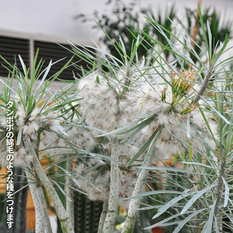 セネシオ　アーケリー　抜き苗 セネシオ アーケリー 抜き苗