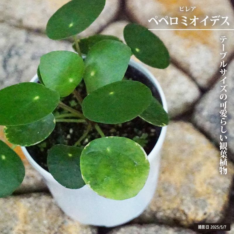 ※nico  ピレアペペロミオイデス ピレア ペペロミオイデス 苗 販売 苗木部 By 花ひろばオンライン
