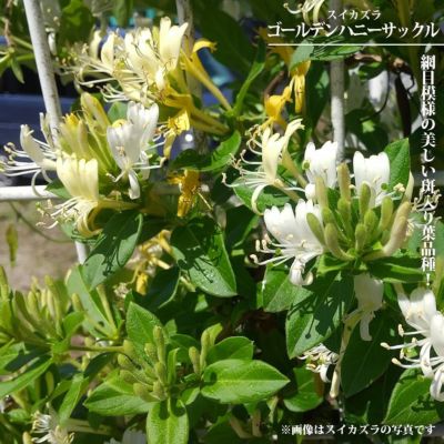 000000131914-01-m.jpg?t=