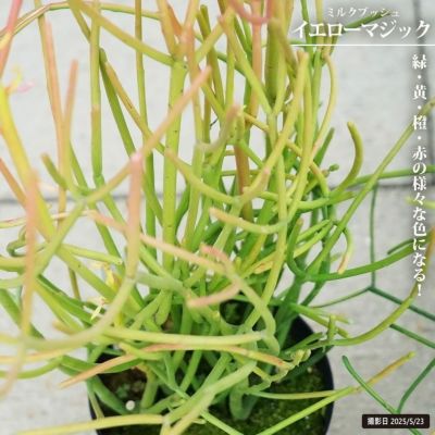 リグナムバイタ 苗 販売 苗木部 By 花ひろばオンライン