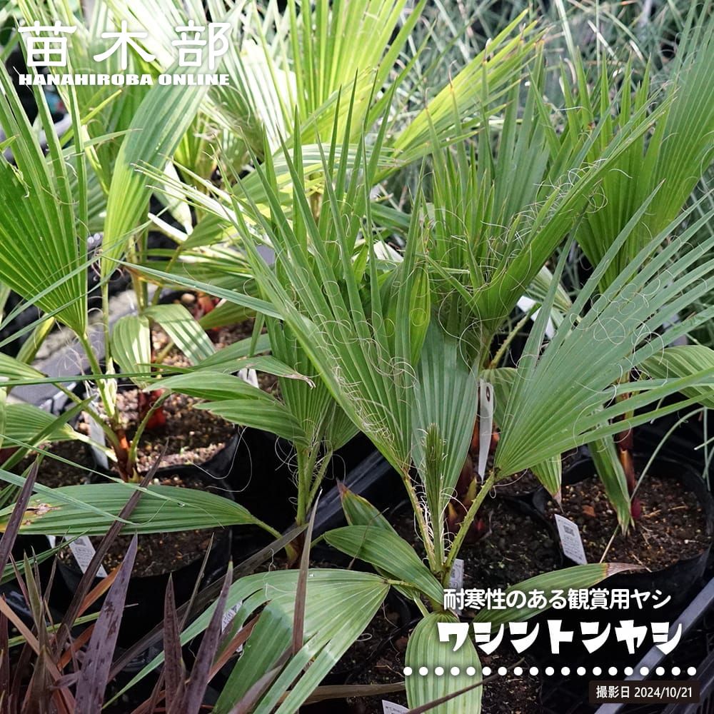 ヤシ ワシントンヤシの通販 苗木部 By 花ひろばオンライン 
