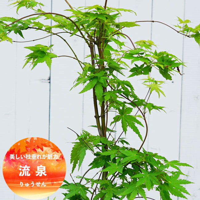 000000032184-01-l.jpg?t=