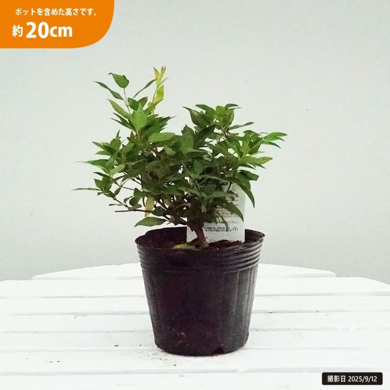 カロライナジャスミンの苗 通販 苗木部 By 花ひろばオンライン