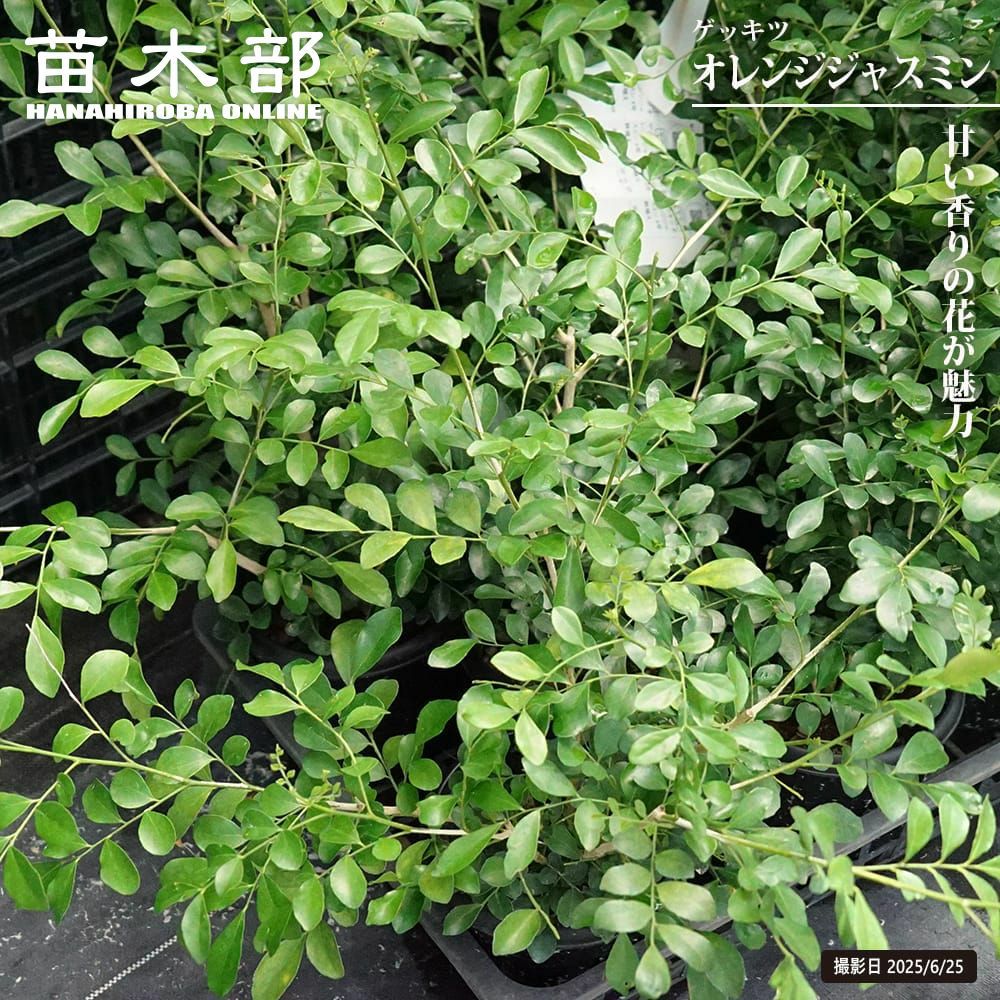 ヤマネ@さん専用 10/25使用 アニメジャスミン disney-quiz-jasmine-edition-