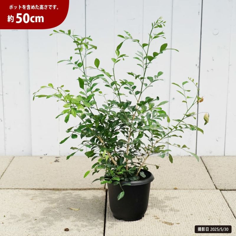 ゲッキツ 苗 販売 苗木部 By 花ひろばオンライン