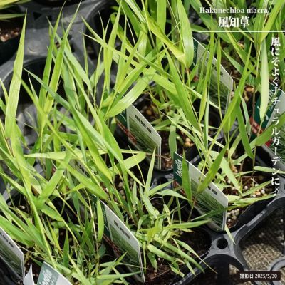 フウチソウ 苗 販売 苗木部 By 花ひろばオンライン