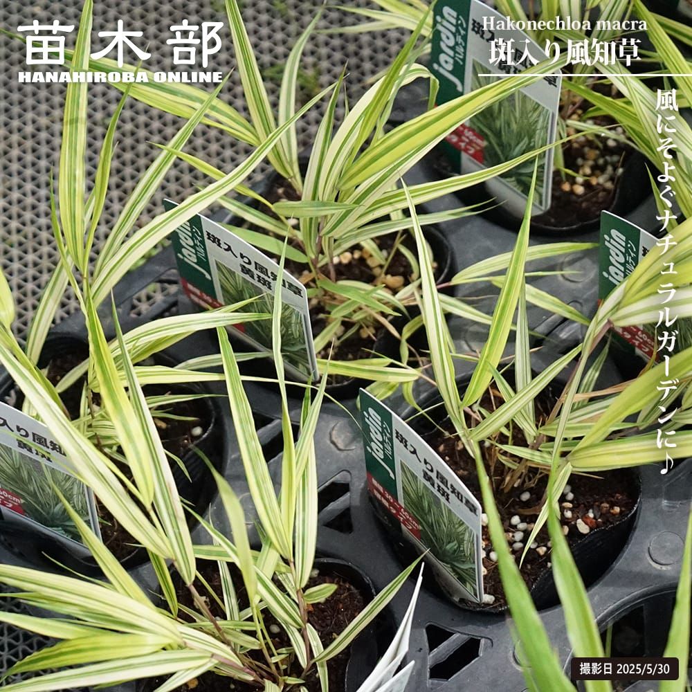 フウチソウ 苗 販売 苗木部 By 花ひろばオンライン