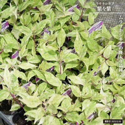 P3スモークツリー桃花接木高さ70cm4.5号ポット大苗ピンクエンジェル F2スモークツリー緑花接木高さ70cm4.5号ポット大苗グリーン