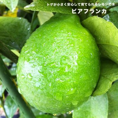 レモン部 仲間といっしょにレモンを育てる部活 苗木部 By 花ひろばオンライン レモン部 仲間といっしょにレモンを育てる部活 苗木部 By 花ひろばオンライン