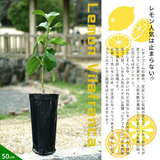 レモン苗木 ビアフランカ - 植物/観葉植物