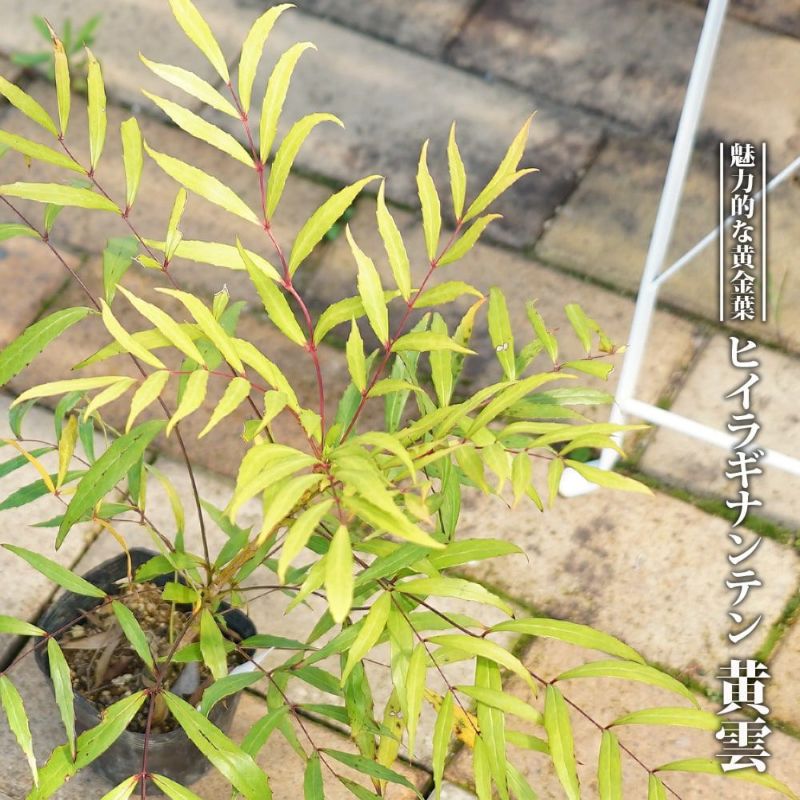 000000032288-01-l.jpg?t=