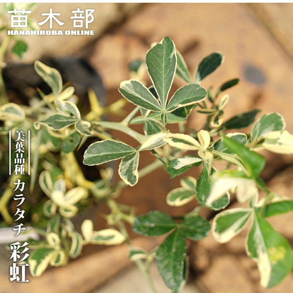 ユーカリの木 ニコル 3号ポット苗 シンボルツリー 生垣 目隠し 庭木 常緑樹 苗木部 本店 By 花ひろばオンライン