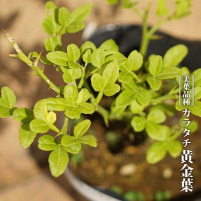 希少品種 【 雲竜 カラタチ】 キコク 唐橘 - 植物/観葉植物