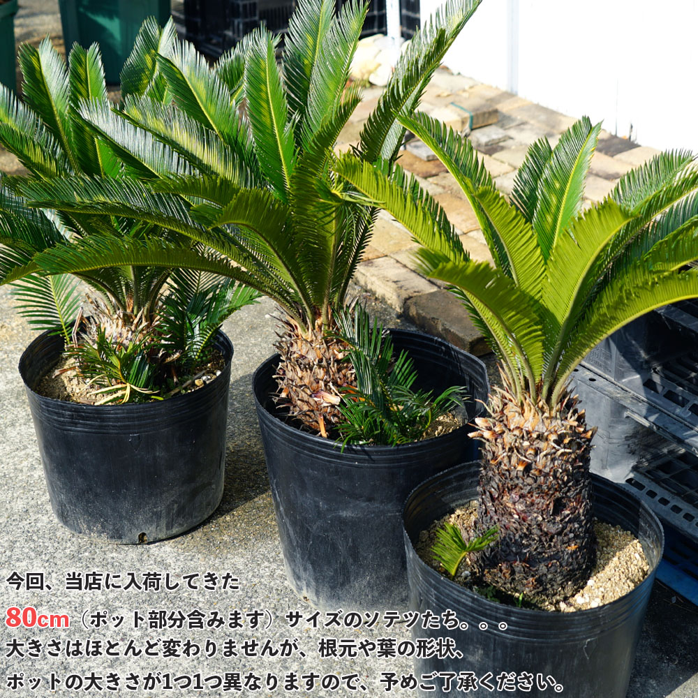 市場 送料込み 蘇鉄 ５号 ヤシの木 椰子丈夫な観葉植物 乾燥に強い植物ソテツの仲間 ディオーン