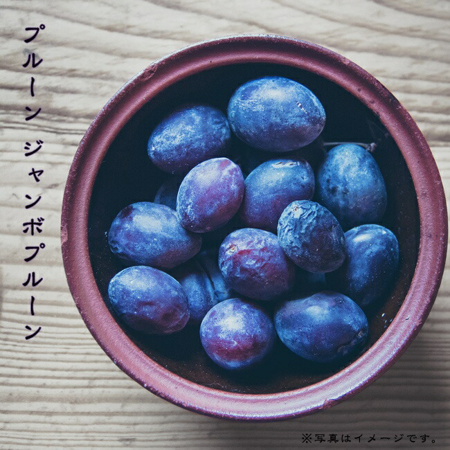 ジャンボプルーン プルーン 苗 販売 苗木部 By 花ひろばオンライン