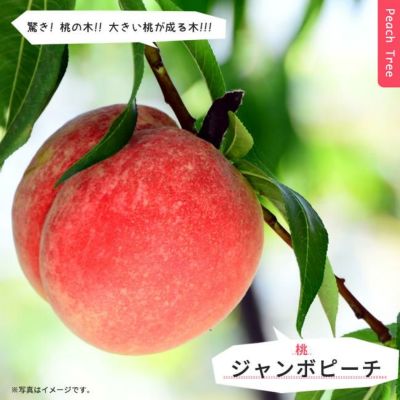 正規 000000032361-01-m.jpg?t= 果樹