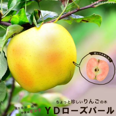 リンゴ 世界一 苗 通販 苗木部 By 花ひろばオンライン
