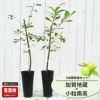 梅 加賀地蔵と小粒南高の受粉樹セット