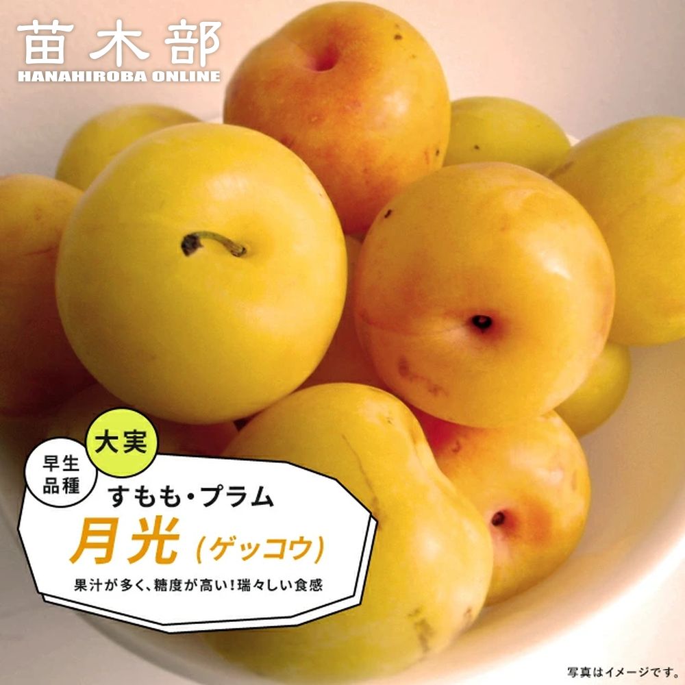 プラム スモモ 秋姫 苗 通販 苗木部 By 花ひろばオンライン