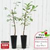 プラム　すもも　ケルシージャパンとビューティーの受粉樹セット