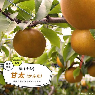 梨 洋ナシ ルレクチェ 苗 通販 苗木部 By 花ひろばオンライン 梨 洋ナシ ルレクチェ 苗 通販 苗木部 By 花ひろばオンライン