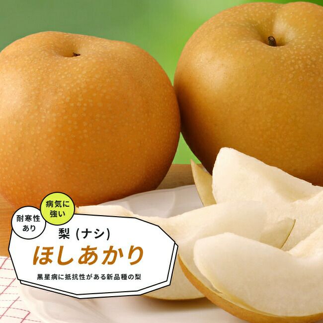 【在庫僅少】 000000032381-01-l.jpg?t= 緑肥・牧草