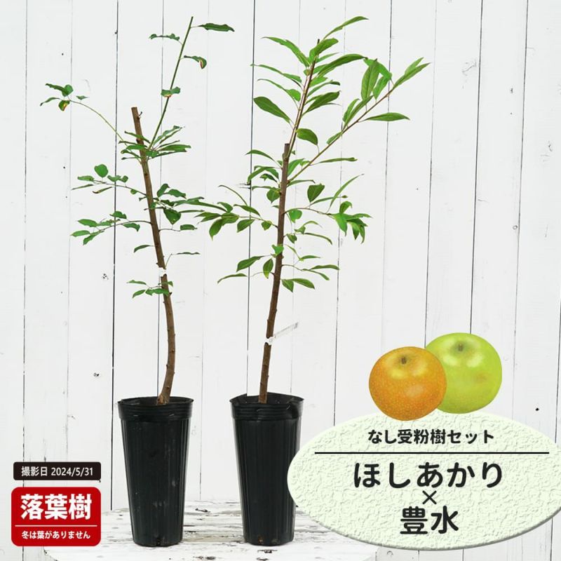 梨 ほしあかり 苗 販売 苗木部 By 花ひろばオンライン 梨 ほしあかり 苗 販売 苗木部 By 花ひろばオンライン