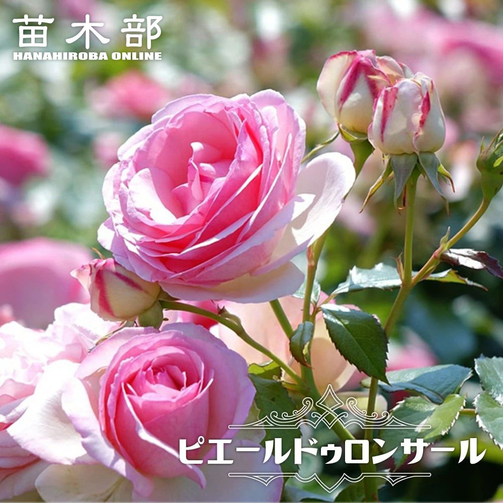 花色で選ぶつる性バラ ピンク系つるバラのバラ苗通販 苗木部 By 花ひろばオンライン