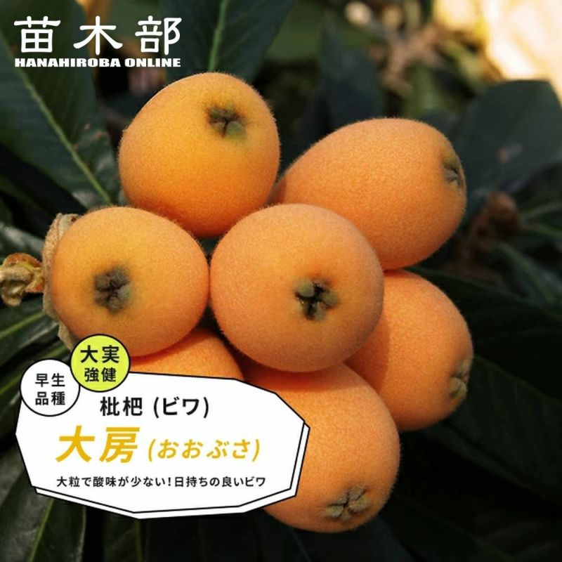 000000032497-01-l.jpg?t=